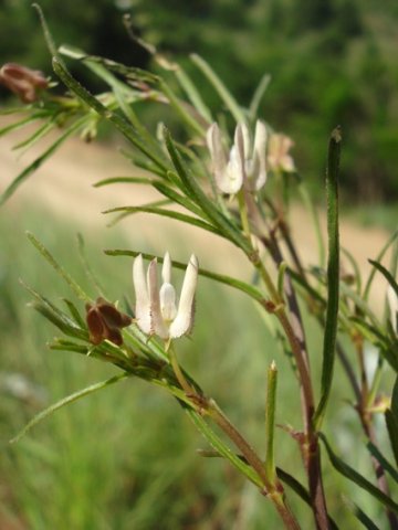 Brachystelma franksiae subsp. franksiae flowering